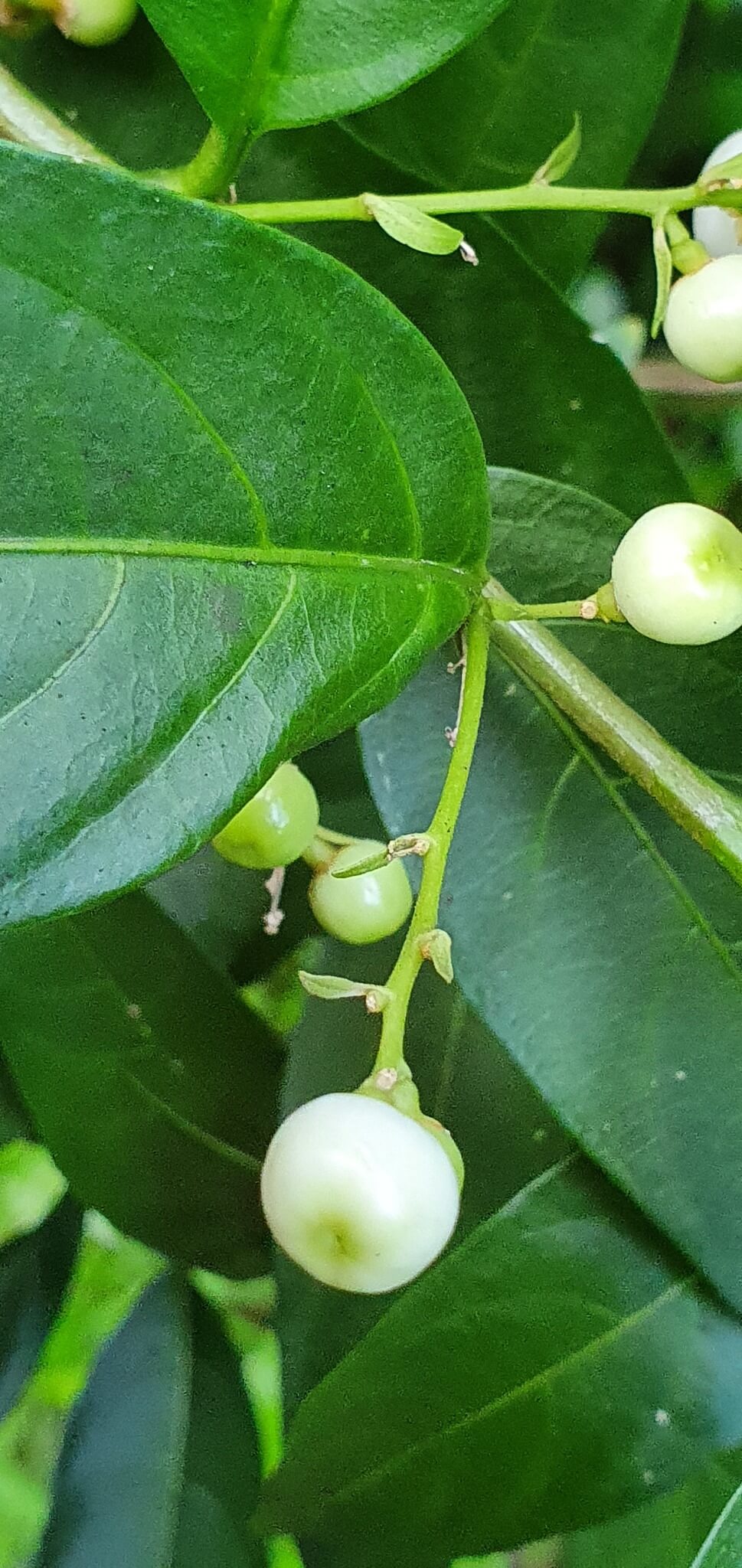Cestrum nocturnum